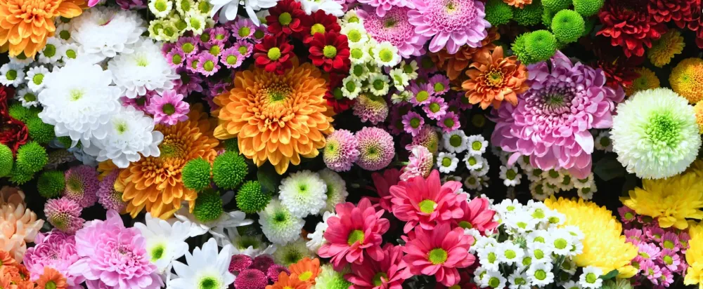 Chrysanthème à Germond-Rouvre