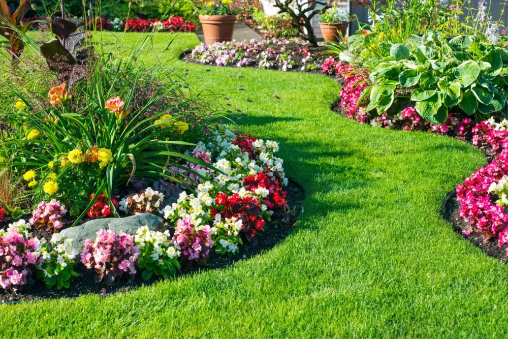 Plantes vivaces à Germond-Rouvre