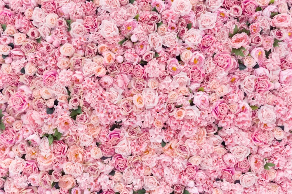 Vente de rosiers à Germond-Rouvre